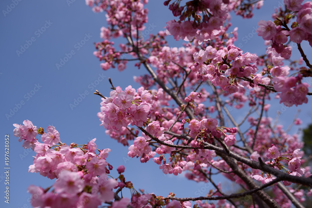 長居公園の桜 長居公園の桜