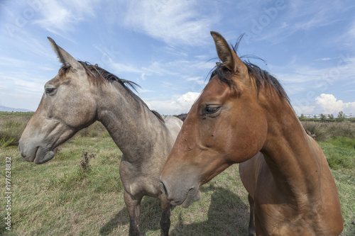 Two horses. © joan_bautista