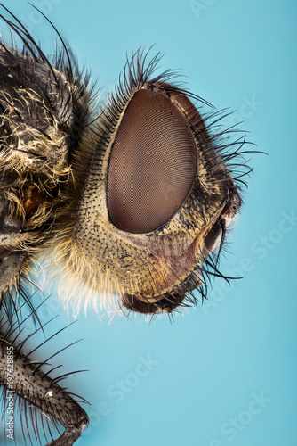 Wallpaper Mural Macro Focus Stacking - Fly, Flies  Torontodigital.ca