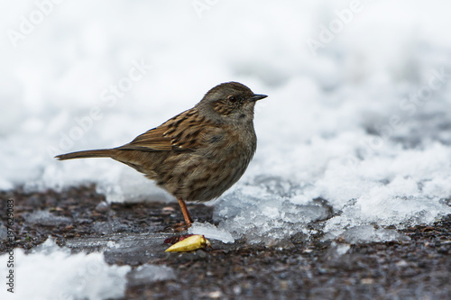 Birds - Dunnock, Prunella modularis