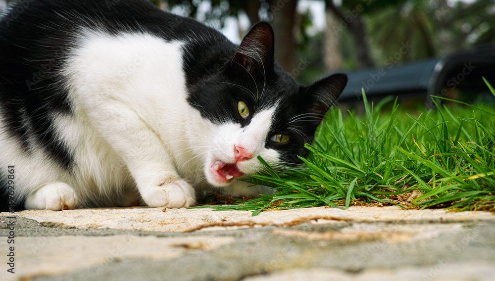 Black and white cat eating grass.