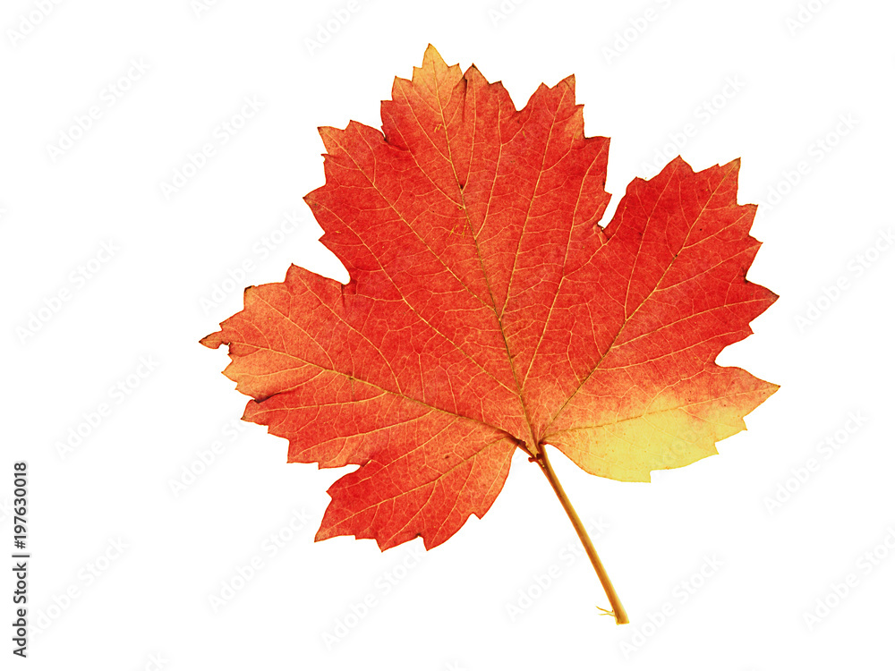 Fototapeta premium colorful leaf on isolated white background