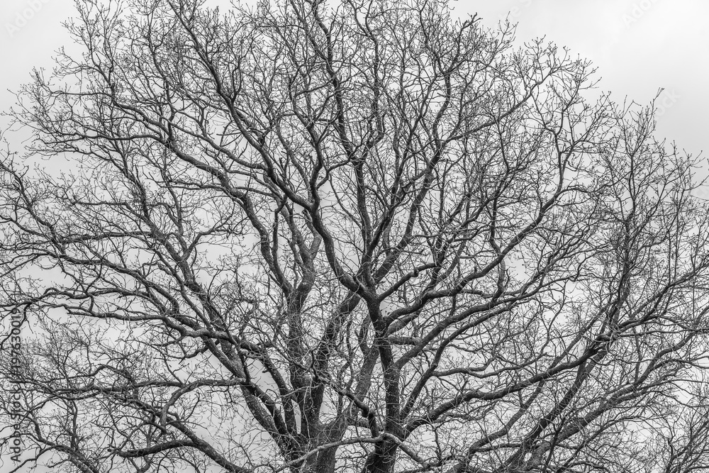 Tree, branches, no leaves, black and white. Tree, branches, no leaves, black and white.
