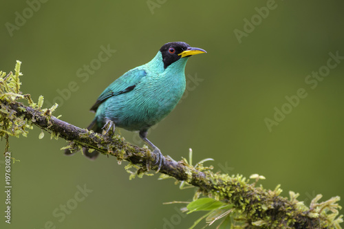 Green Honeycreeper - Chlorophanes spiza, beatiful small colorful honeycreeper from Costa Rica.