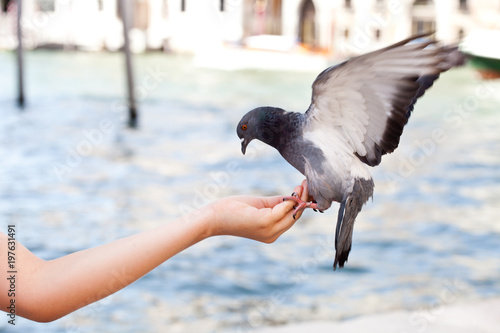 Feeding the dove in Venice, blurred background