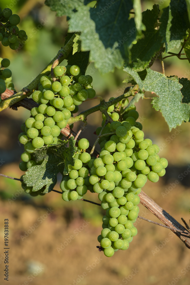 Bunch of green grapes before veraison-Vineyard landscape-Vineyar