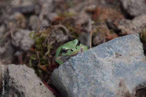 a frog awaken from hibernation / 冬眠から覚めたアマガエル
