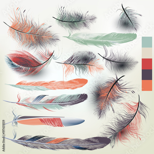 Collection of vector feathers for design