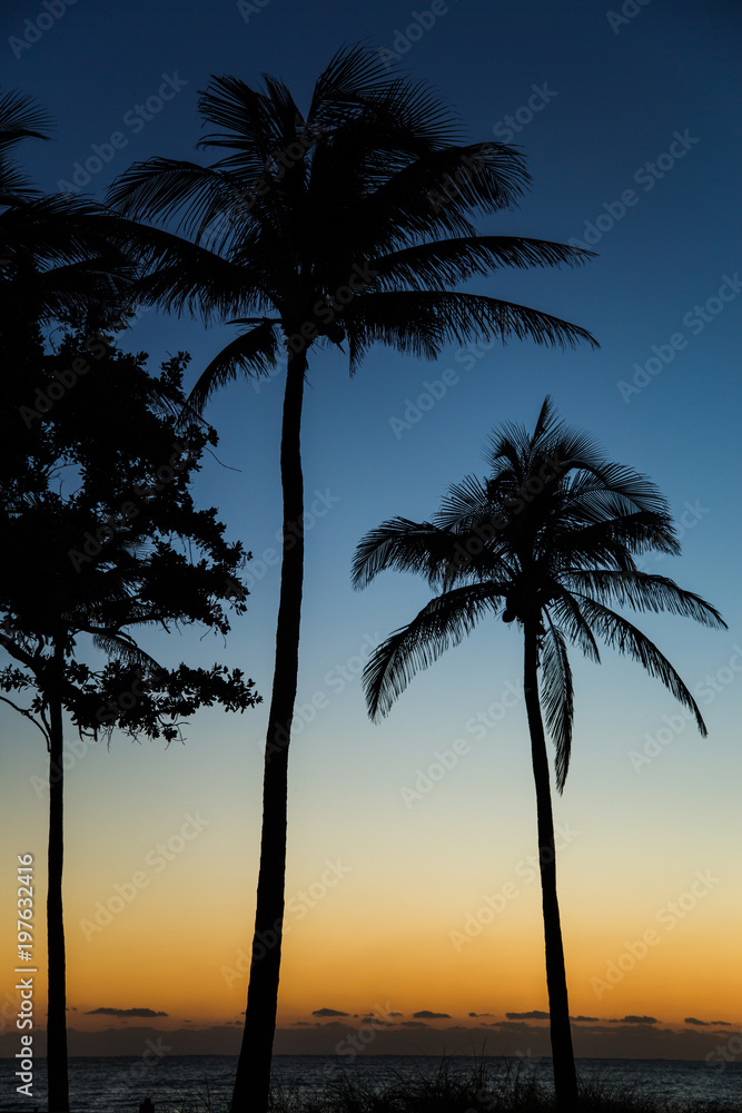 Silhouette of Coconut Palm Trees on the Beach at Sunrise or Sunset with Blue and Orange Sky