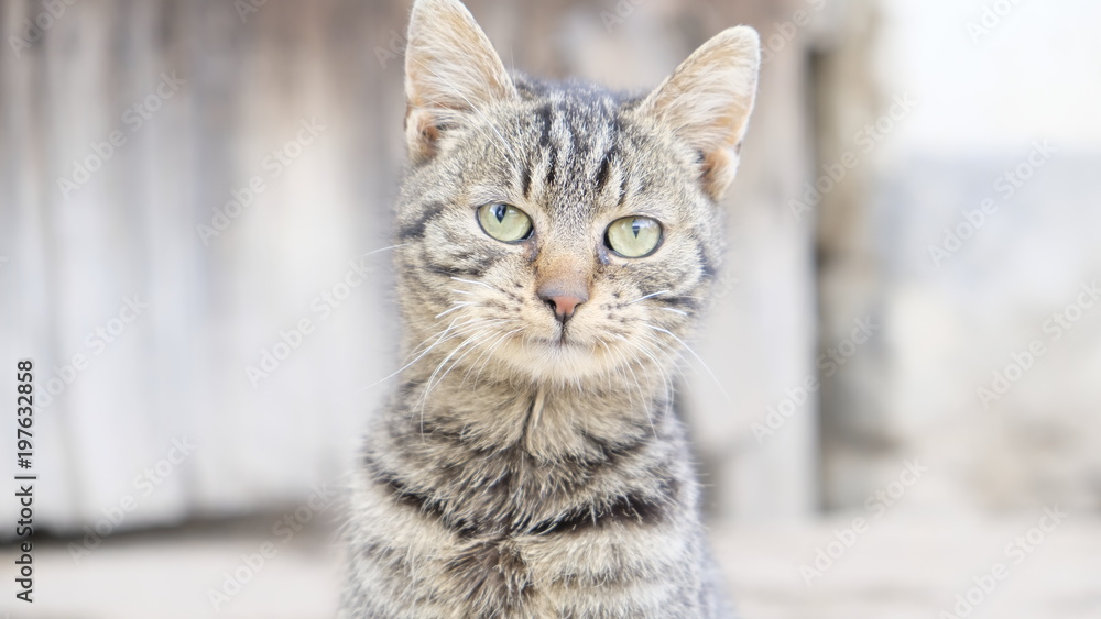 Naklejka premium Kot rolniczy