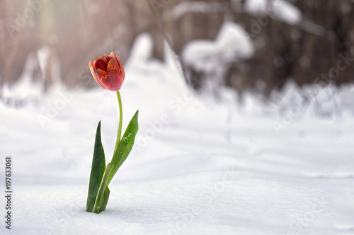 Red tulip growing in snow in winter forest #197633061