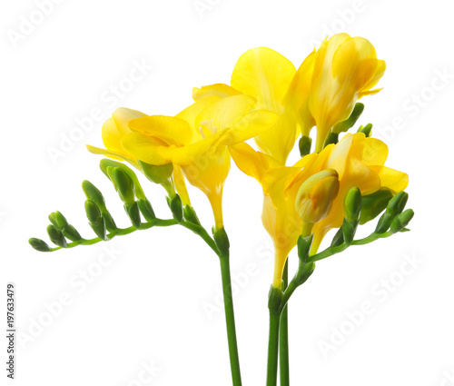 Beautiful freesia flowers on white background