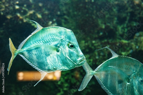 Canvas Print Lookdown fish (Selene vomer) behind the dusty glass in the oceanarium