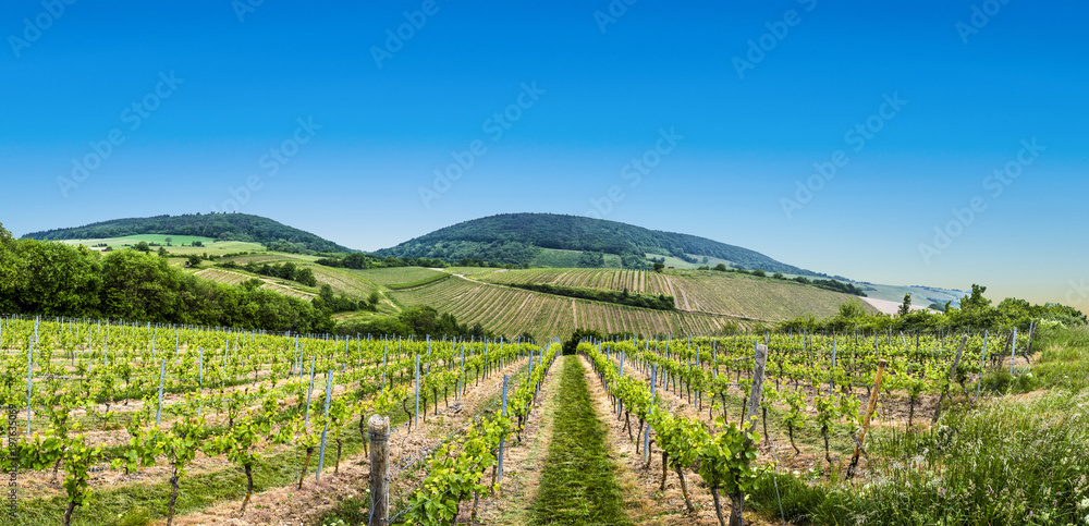 view  of vineyard in spring time