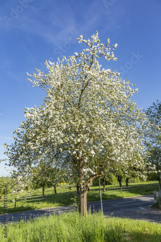 white blooming apple tree