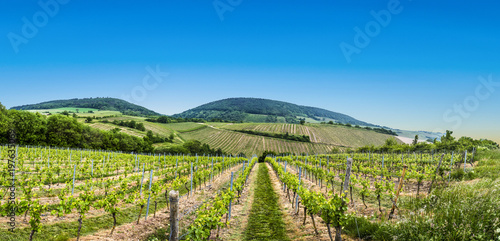 view  of vineyard in spring time