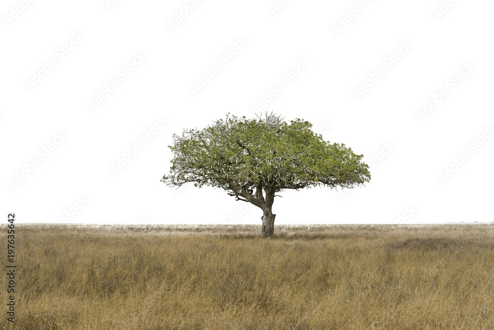 Naklejka premium Hill and tree isolate with white background