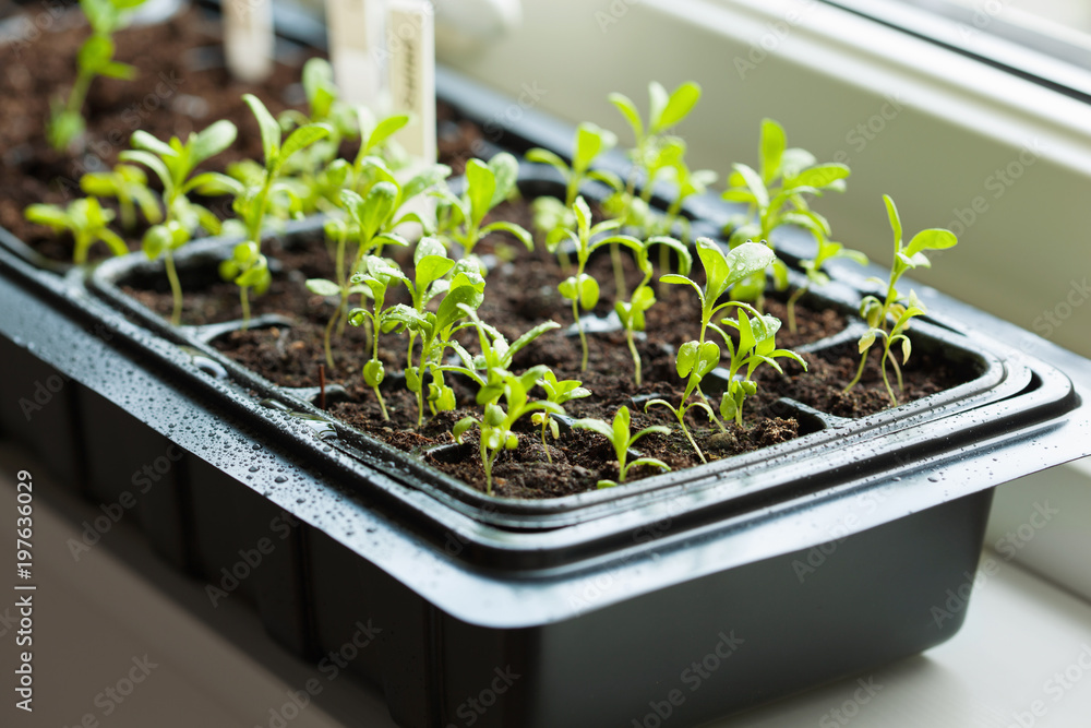 seedling plants growing in germination plastic tray seedling plants growing in germination plastic tray