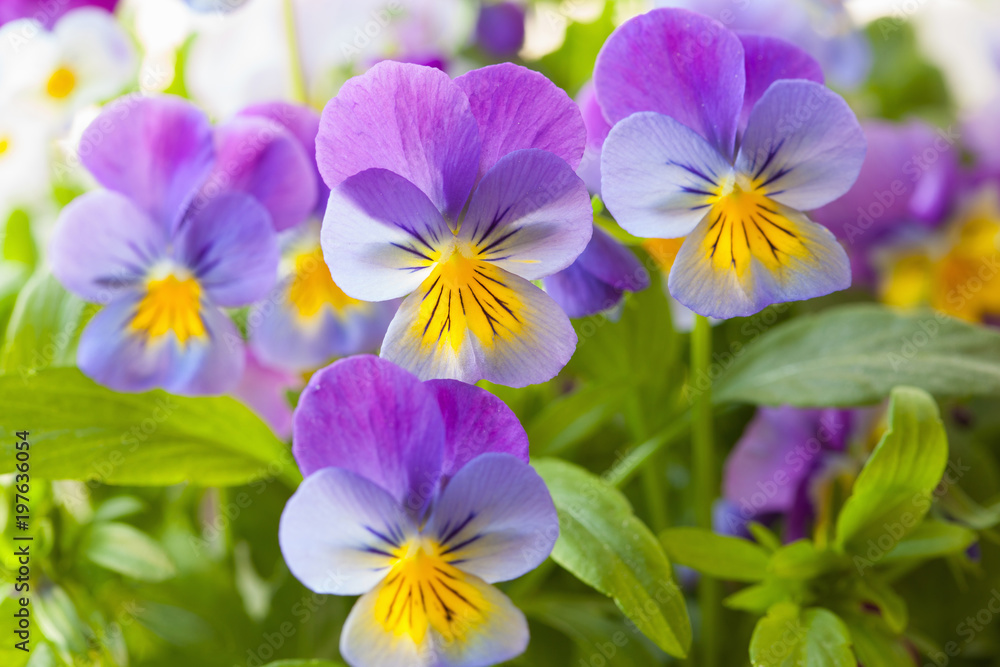 beautiful pansy summer flowers in garden