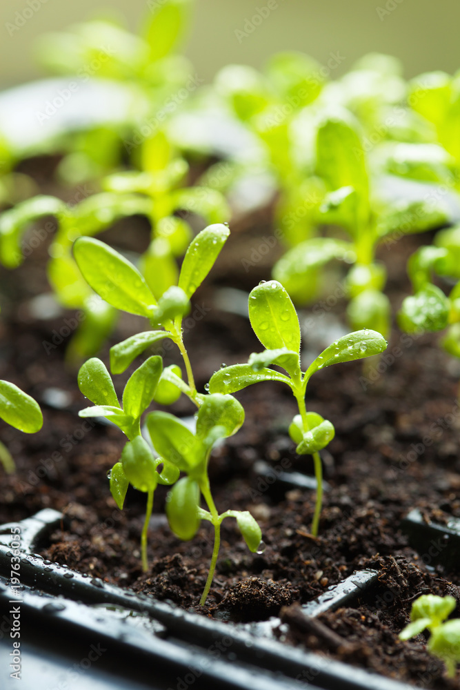 seedling plants growing in germination plastic tray seedling plants growing in germination plastic tray