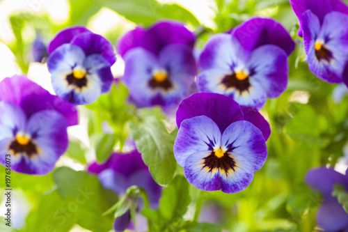 beautiful pansy summer flowers in garden