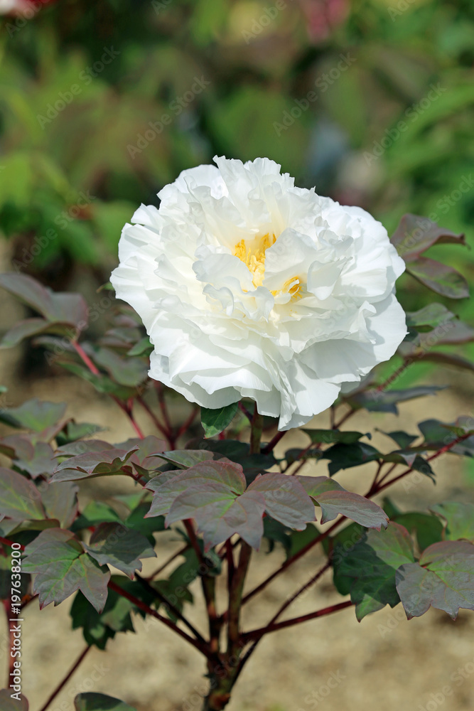 Obraz premium 牡丹の花