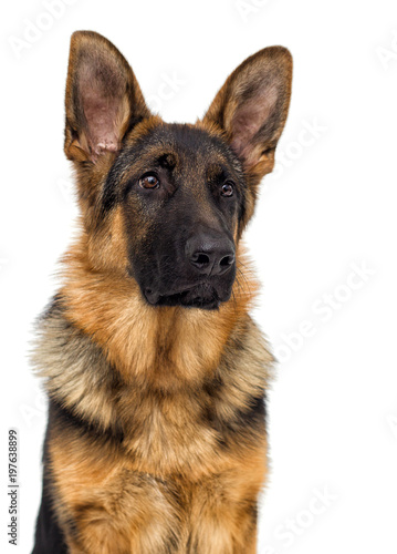 portrait of a shepherd puppy looking