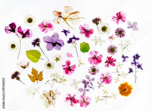 colorful dry flowers