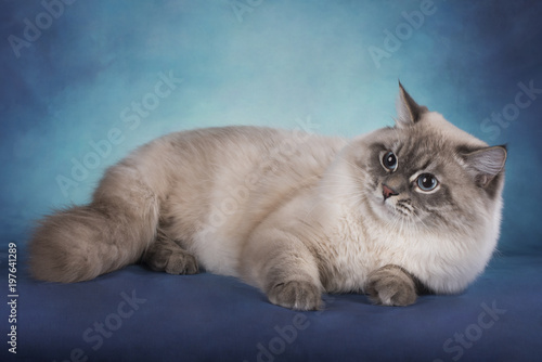 Cuadro en lienzo Siberian cat on a blue isolated background