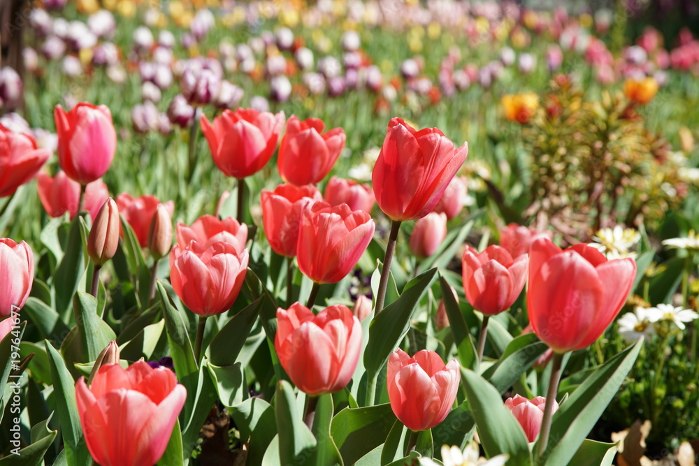 Beautiful and colorful close up shot of Tulip blossom Beautiful and colorful close up shot of Tulip blossom