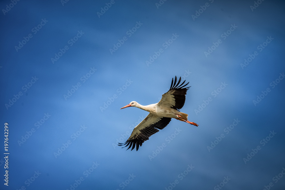 Naklejka premium Cegonha Branca