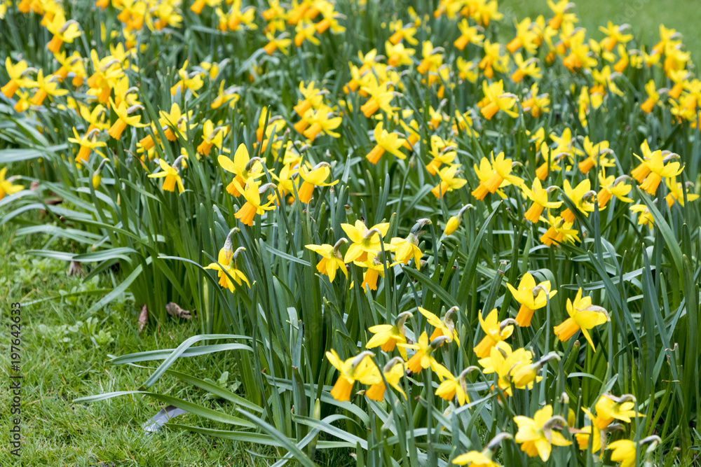 Obraz premium Daffodils growing outside in the grass