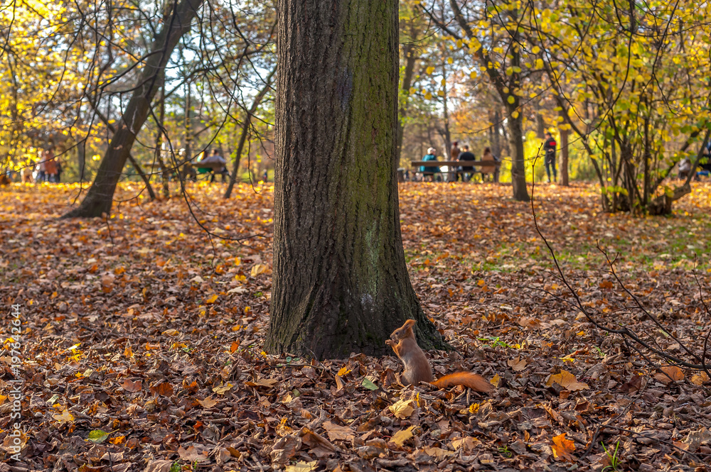 ruda wiewiórka pod drzewem w parku, słoneczny jesienny dzień - obrazy, fototapety, plakaty 