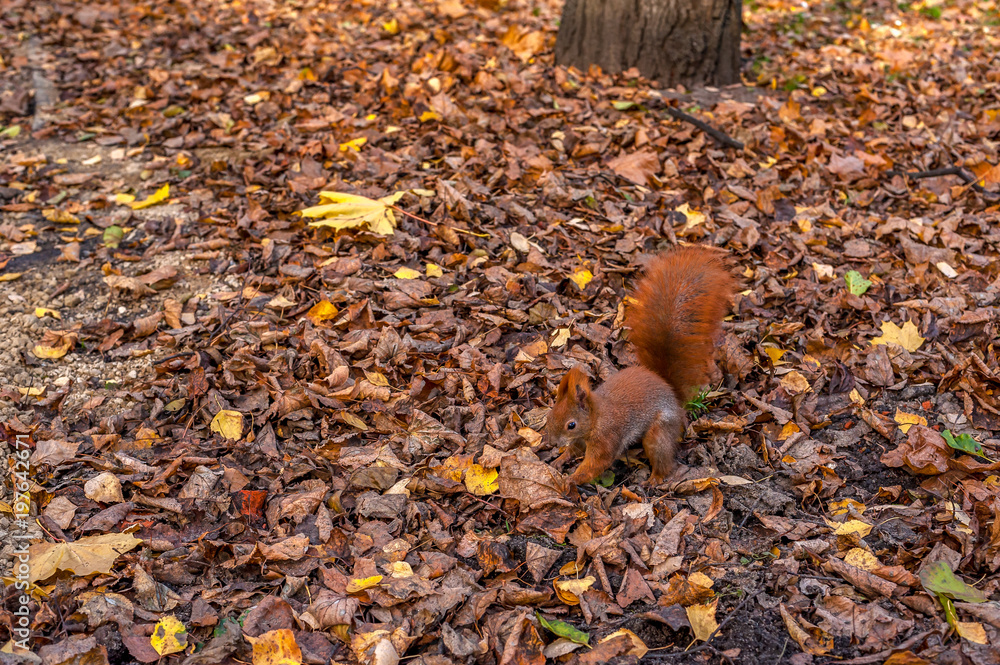 mała ruda wiewiórka szukająca pożywienia w liściach - obrazy, fototapety, plakaty 