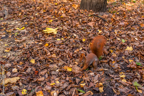 mała ruda wiewiórka szukająca pożywienia w liściach