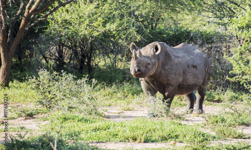 black rhinoceros in kruger national park in south africa