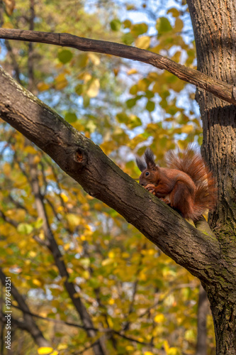 Dzika wiewiórka na drzewie w parku trzymająca orzech