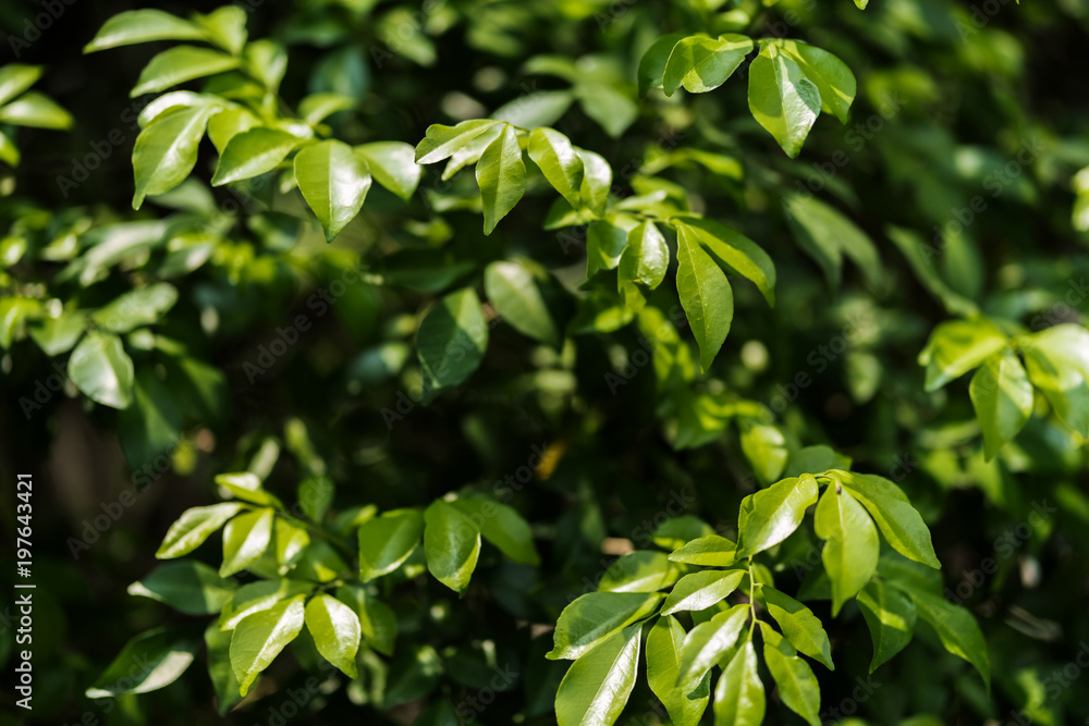 natural green leaf plant tree abstract background. Green nature concept natural green leaf plant tree abstract background. Green nature concept
