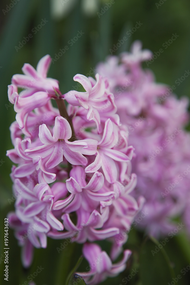 pink beautiful hyacinths in the spring garden pink beautiful hyacinths in the spring garden