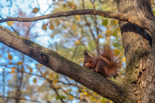 Czerwona wiewiórka na gałęzi trzymająca orzech