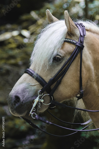 Portrait Pony  im Wald © Talitha