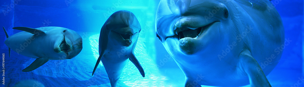 Obraz premium Delfin w morzu