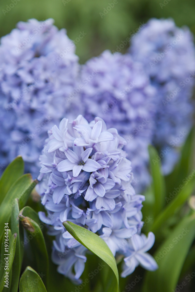 Obraz premium blue hyacinths in the spring garden