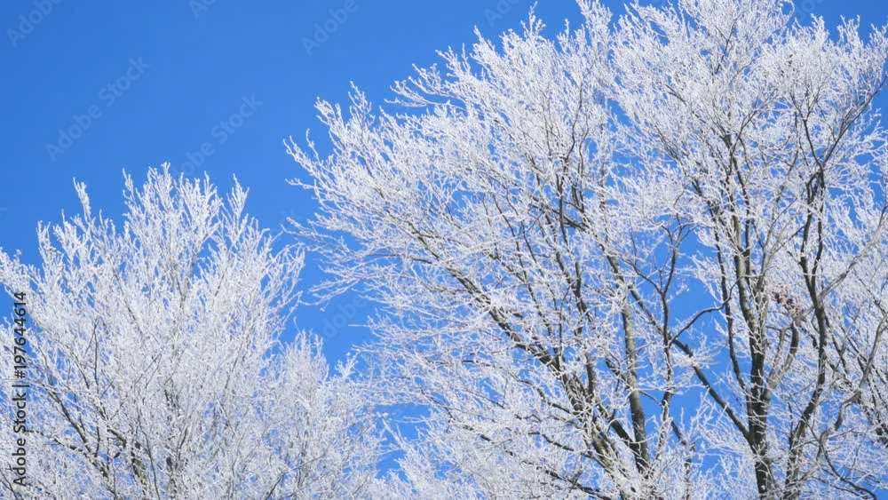 Frozen tree crown on blue sky background Frozen tree crown on blue sky background