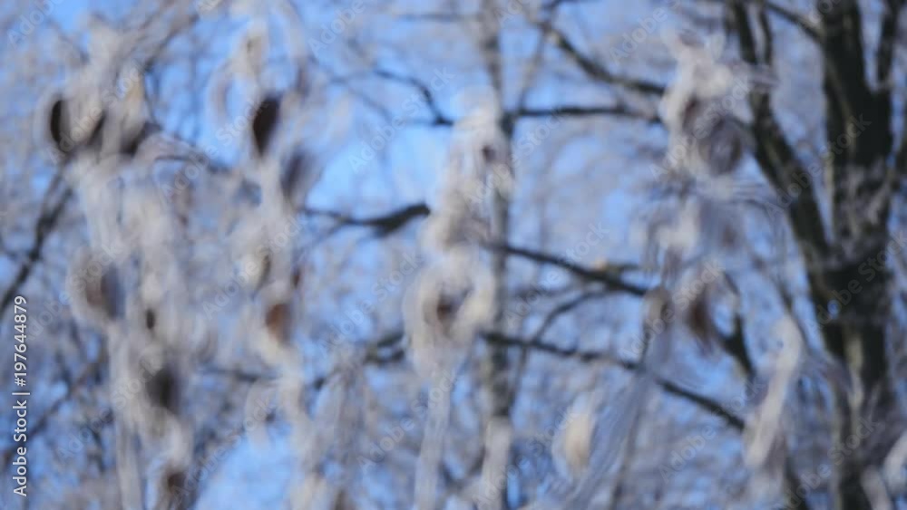 Frosted bare tree branch in winter background Frosted bare tree branch in winter background