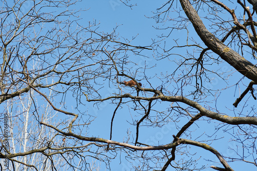 Branches of a tree with an orange squirrel and a bright blue sky background