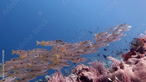 School of Dory snapper or blackspot snapper ( Lutjanus fulviflamma) over corals of Bali photo