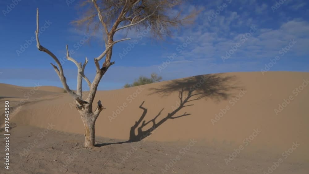 Hiking POV shot of a lone tree and shadow on a desert sand dune Hiking POV shot of a lone tree and shadow on a desert sand dune