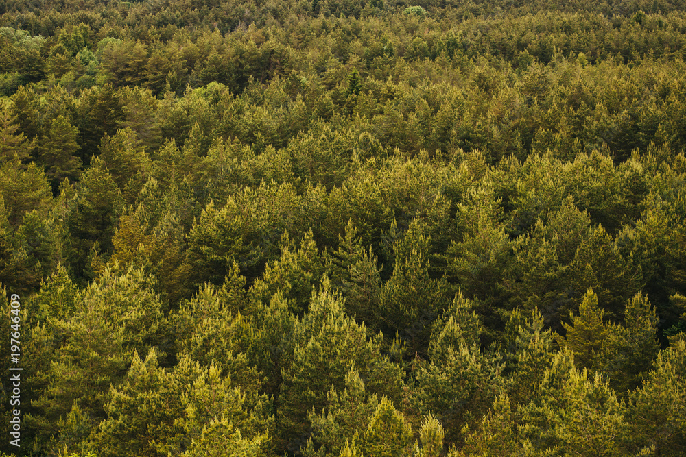 Areal view of Moody Evergreen forest tree tops Areal view of Moody Evergreen forest tree tops