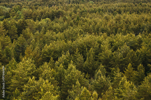 Areal view of Moody Evergreen forest tree tops